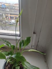 IMG_20250401_083747.jpg