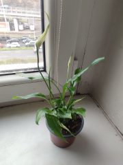 IMG_20250401_083738.jpg