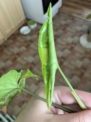 IMG_8568.jpeg