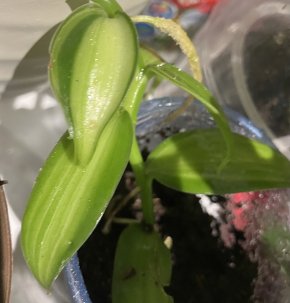 Vanilla planifolia variegata