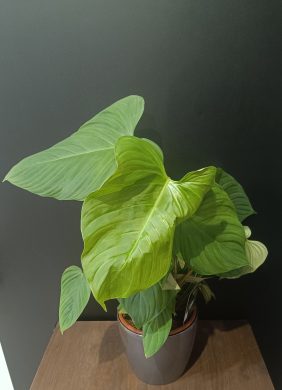 Philodendron Fuzzy Petiole 4
