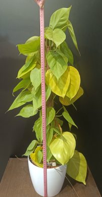 Philodendron Lime 1 /80cm/