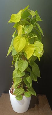 Philodendron Lime 2 /80cm/