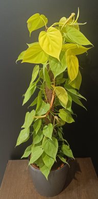 Philodendron Lime 3 /80cm/