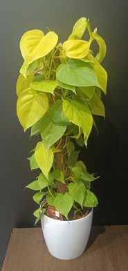 Philodendron Lime 4 /80cm/