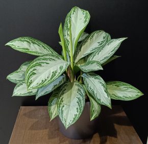 Aglaonema Silver Bay 2 /50cm/