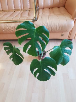 Monstera Deliciosa