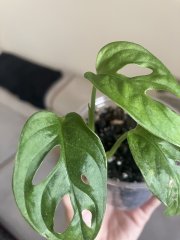 IMG_6345.jpeg