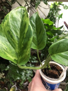 Epipremnum aurem Marble Green.- rostlina .