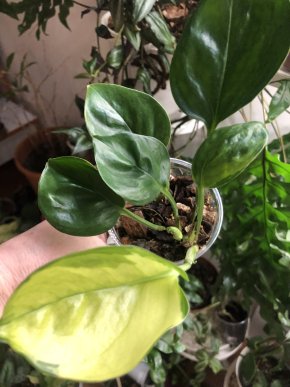 Epipremnum Harleguin / Olivia - rostlina .