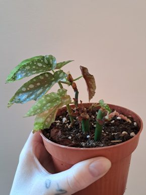 Begonia Maculata