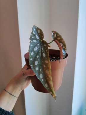 Begonia Maculata