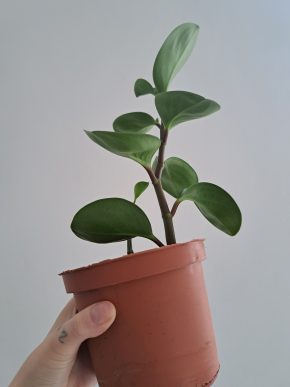 Peperomia - Pepřinec