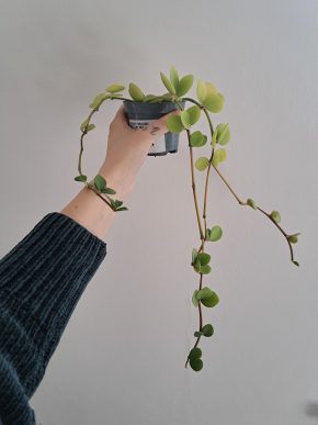 Peperomia Hope