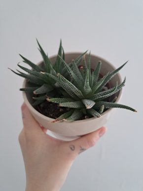 Haworthia