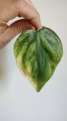 Filodendron hederaceum oxycardium variegata