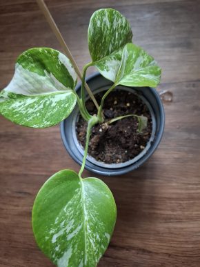 Monstera Deliciosa Alba
