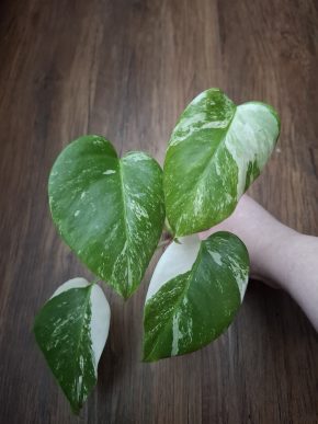 Monstera Deliciosa Alba