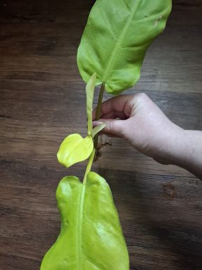 Philodendron 'Neon'