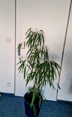 Ficus binnendijkii Alii