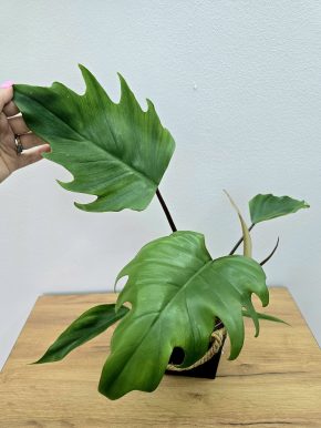 Philodendron Mayoi