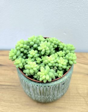 Burrito Sedum