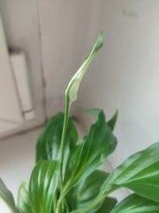 IMG_20250406_180321.jpg