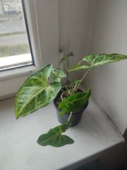 IMG_20250406_180300.jpg