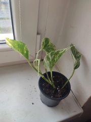 IMG_20250406_174038.jpg