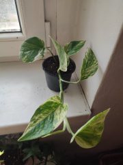 IMG_20250406_173805.jpg