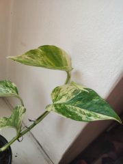 IMG_20250406_173811.jpg