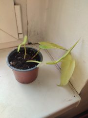 IMG_20250406_173254.jpg
