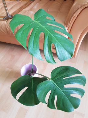 Monstera Deliciosa - krásný kořenící vrcholový řízek výška 62 cm