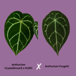 Anthurium (CrystallinumX x HURC) x Forgetii