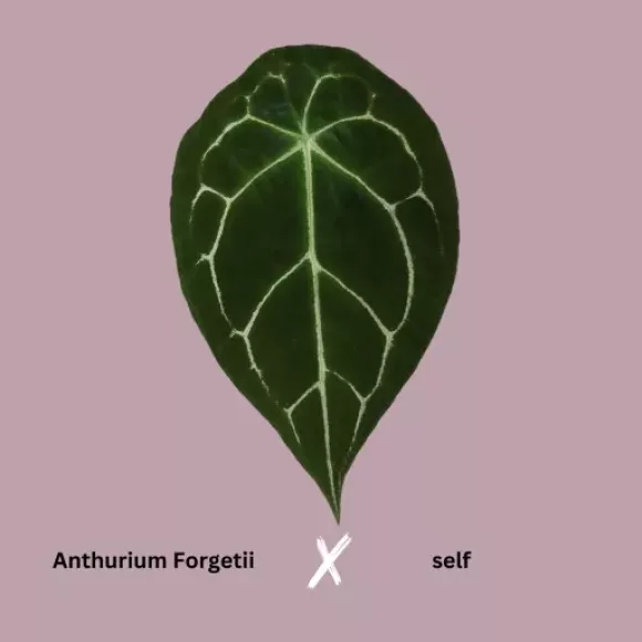 Green Line Branch Organic Nature Logo-17.webp