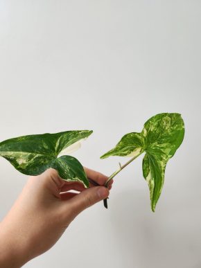 Syngonium albo variegata