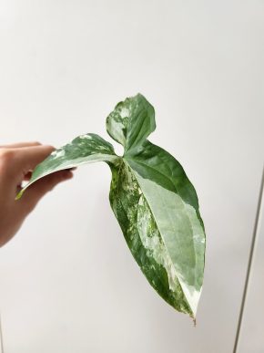 Syngonium albo variegata
