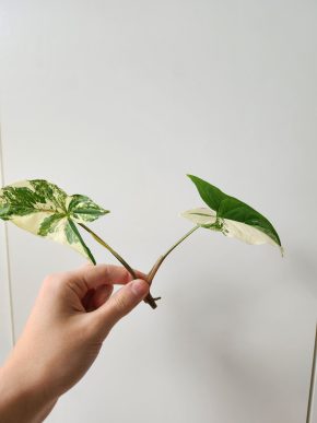Syngonium albo variegata