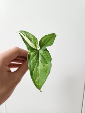 Syngonium albo variegata