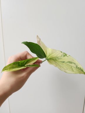Syngonium albo variegata