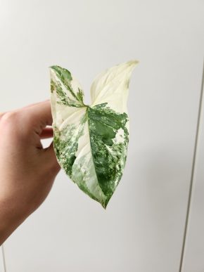 Syngonium albo variegata