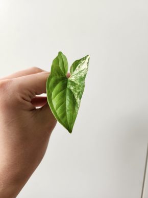 Syngonium albo variegata