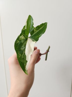 Syngonium albo variegata