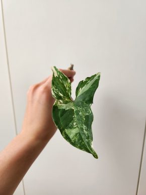 Syngonium albo variegata