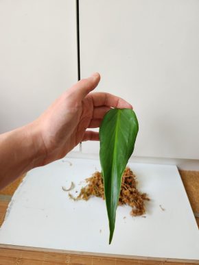 Monstera Blurle marx flame