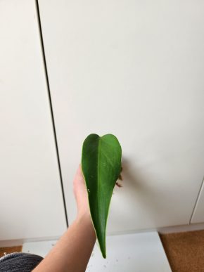 Monstera Blurle marx flame