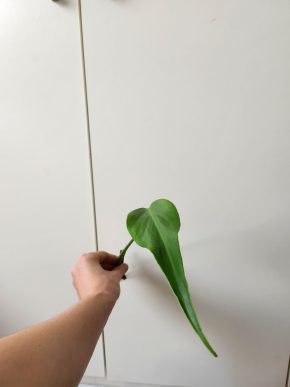 Monstera Blurle marx flame