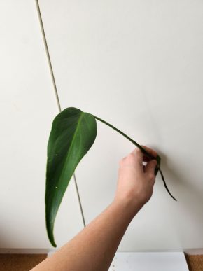 Monstera Blurle marx flame