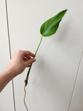 Monstera Blurle marx flame