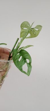 Monstra adansonii